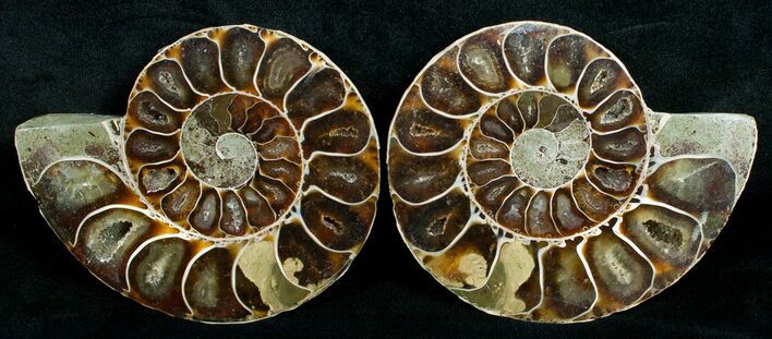 Cut & Polished Desmoceras Ammonite - #5390